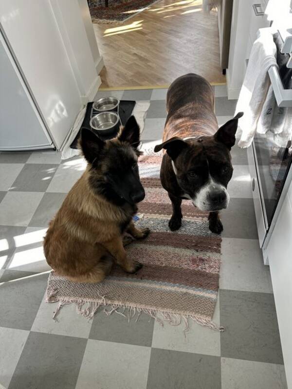 Hund - Luna 5 r och Malinoistiken Emmylou