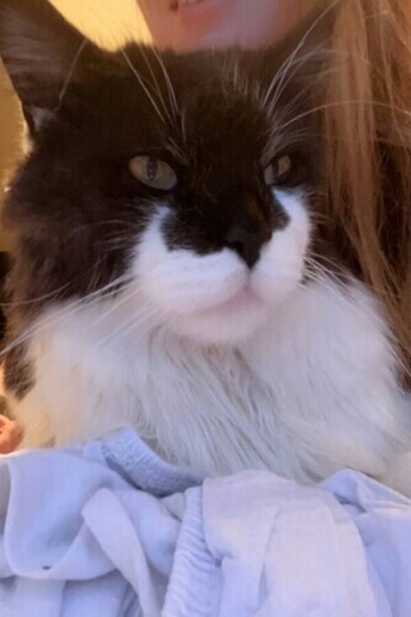 Katt - Maine Coon Katt - Maine Coon