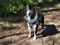 Boston Terrier Rossi Boston Terrier Rossi