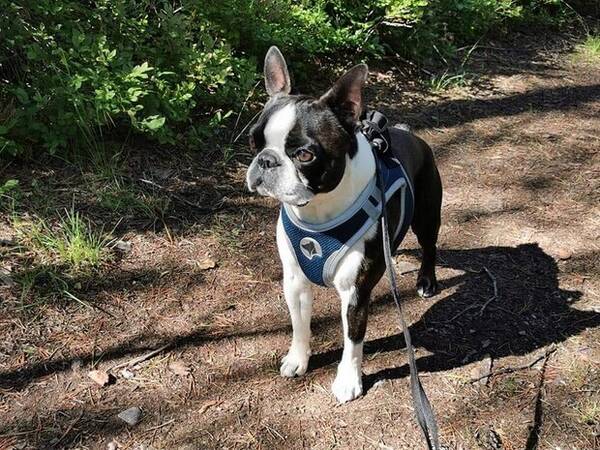 Hund - Boston Terrier Rossi