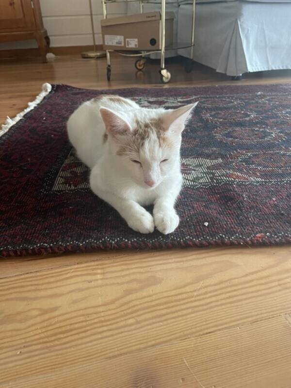 Katt - Cookie Katt - Cookie