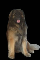 Leonberger Leonberger