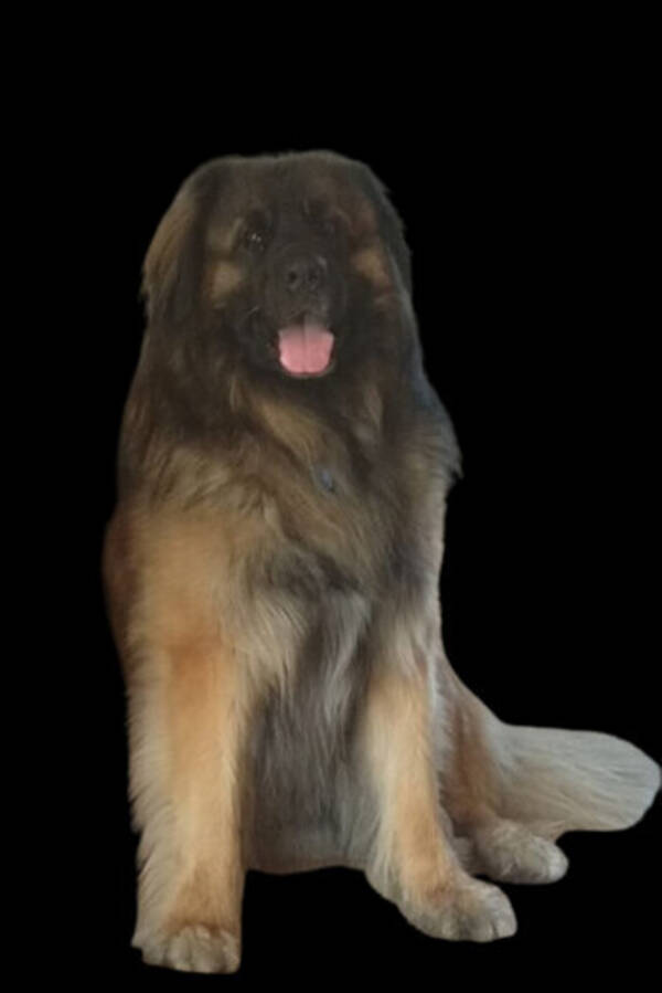 Hund - Leonberger Hund - Leonberger
