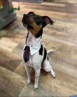 Brasiliansk terrier Brasiliansk terrier