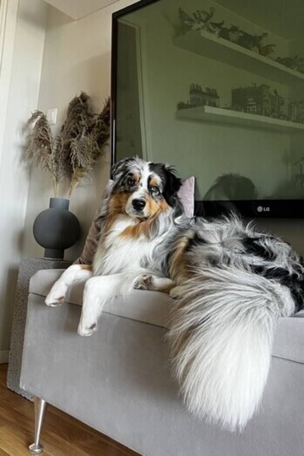 Hund - Australian Shepherd 