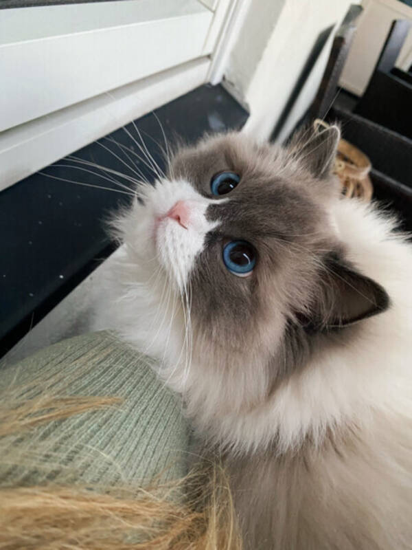 Katt - Ragdoll Katt - Ragdoll