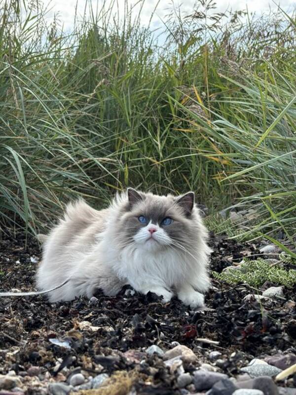 Katt - Ragdoll Katt - Ragdoll