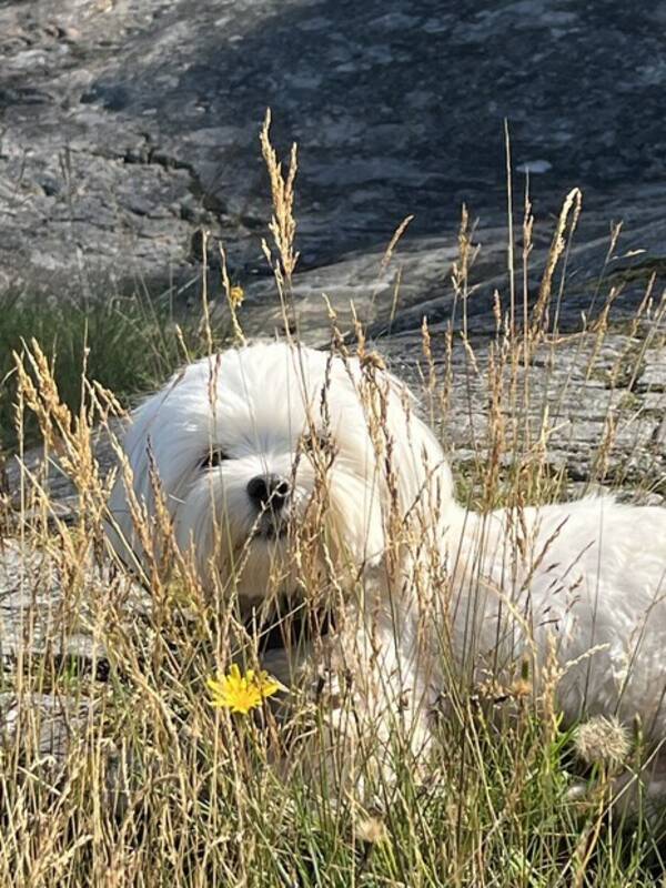 Hund - Bichon Maltese