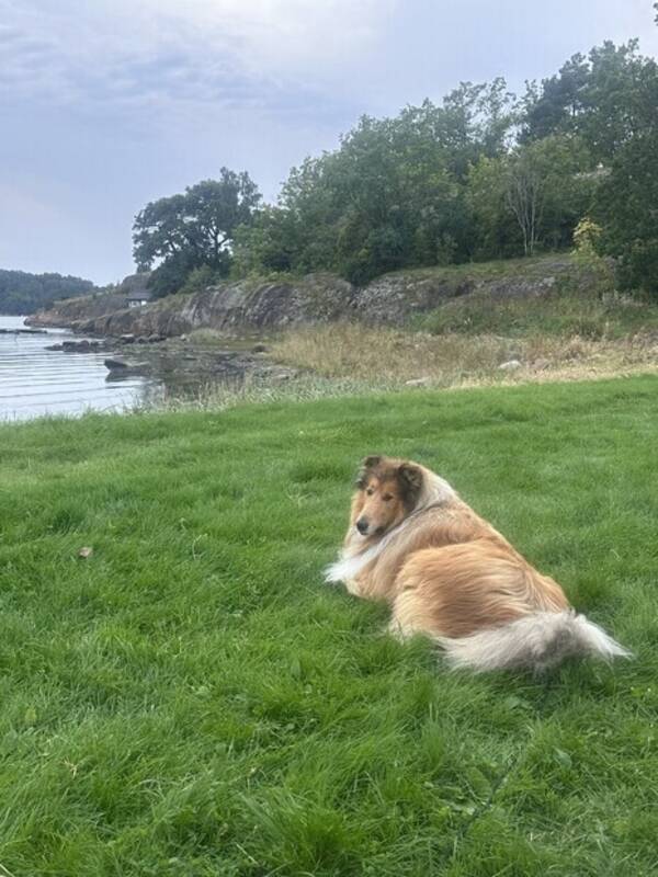 Hund - Collie Hund - Collie