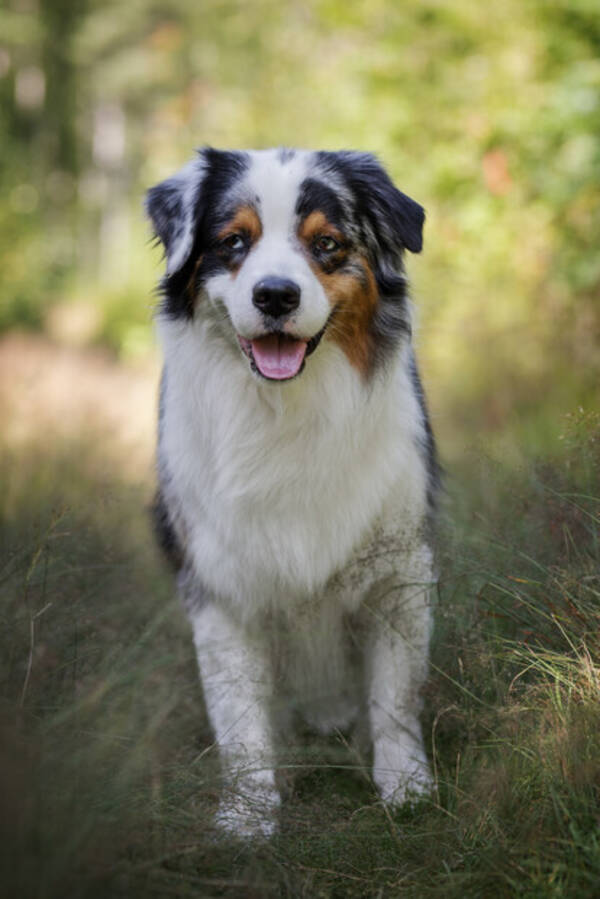 Hund - Australian Shepherd, Castor