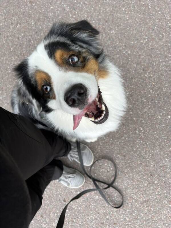 Hund - Australian Shepherd, Castor