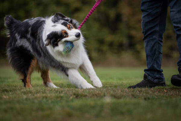 Hund - Australian Shepherd, Castor