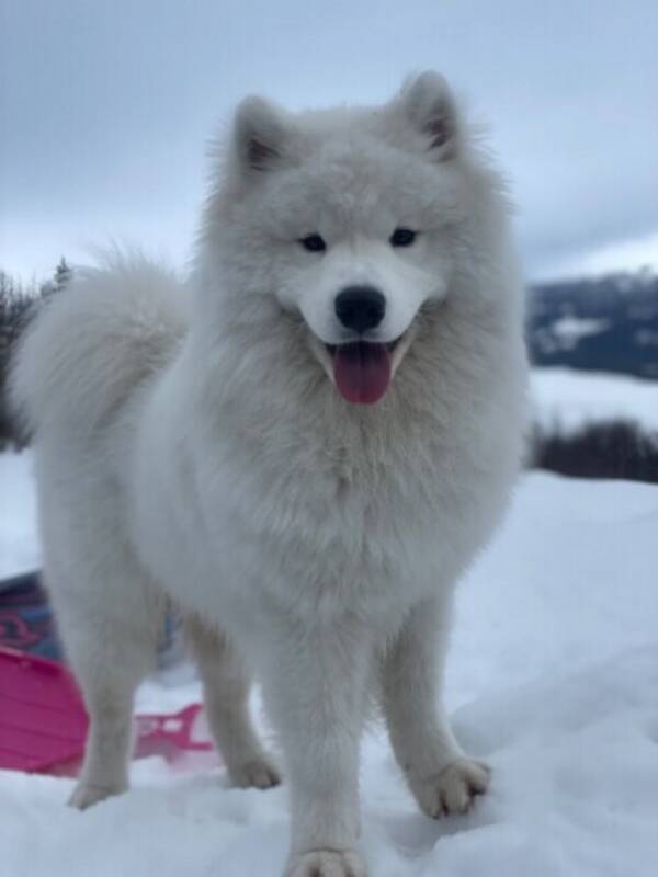 Hund - Samojed