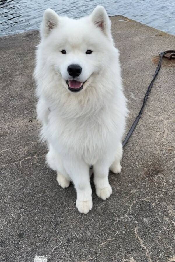 Hund - Samojed