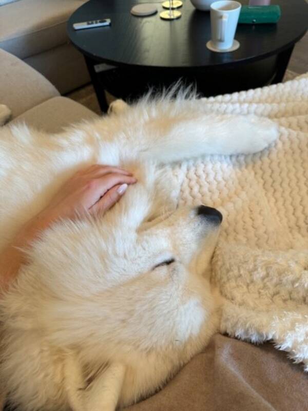 Hund - Samojed