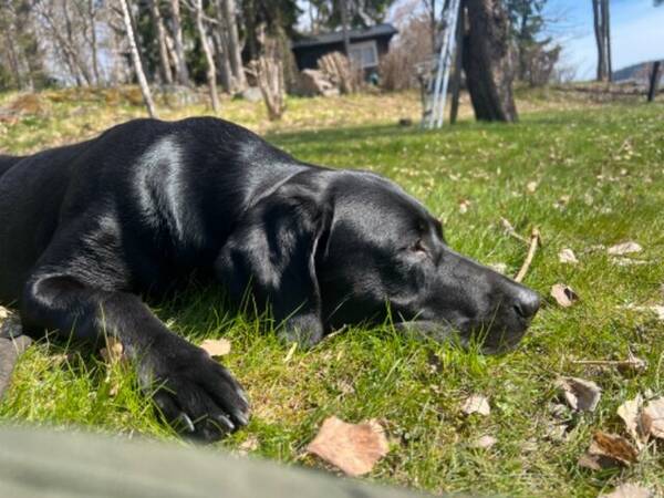 Hund - Jaktlabrador 