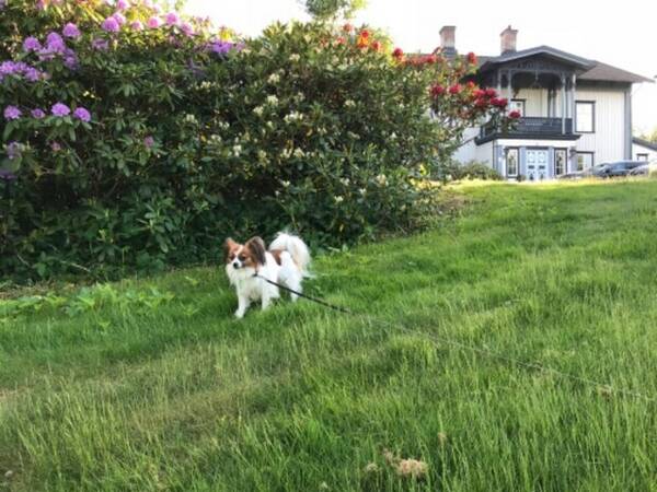 Hund - Fjäril hund  Hund - Fjäril hund