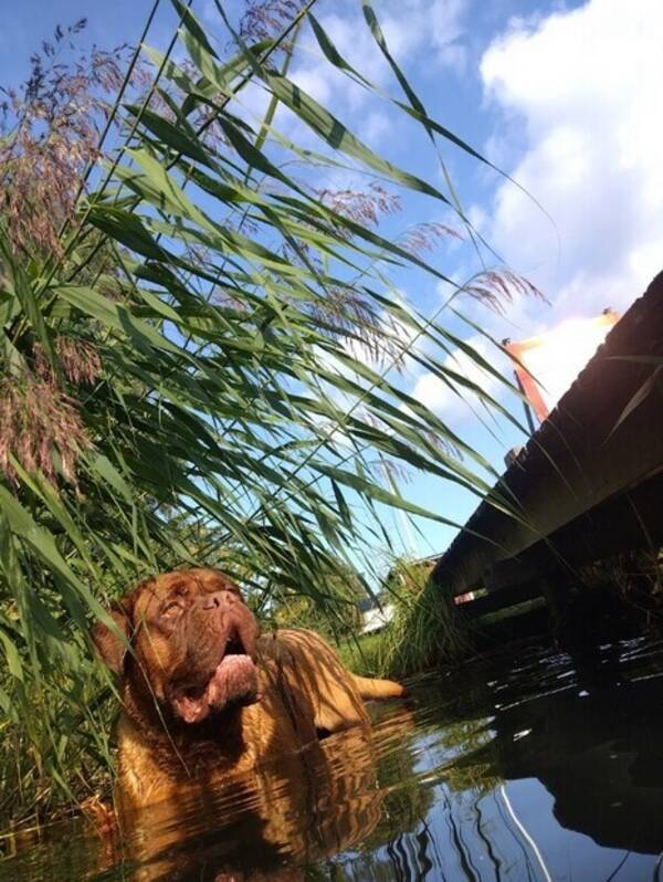 Hund - Dogue de Bordeaux/Fransk mastiff 