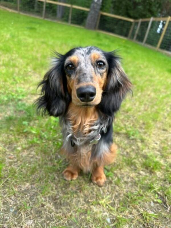 Hund - Super Aya, kanindachshund