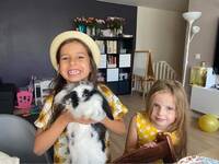 Dvergkanin Dvergkanin