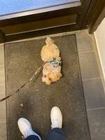 Maltipoo Matilda Maltipoo Matilda