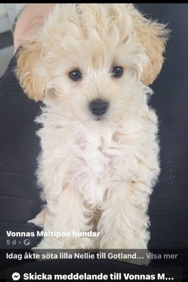 Hund - Maltipoo. Nellie 