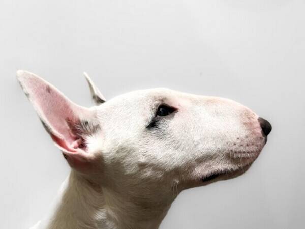 Hund - Miniatyrbullterrier