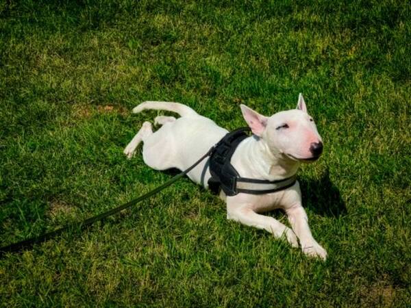 Hund - Miniatyrbullterrier