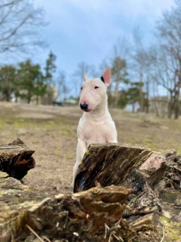 Hund - Miniatyrbullterrier