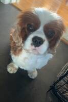 Cavalier Milo Cavalier Milo