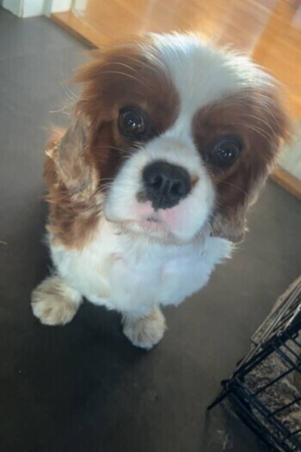 Hund - Cavalier Milo Hund - Cavalier Milo