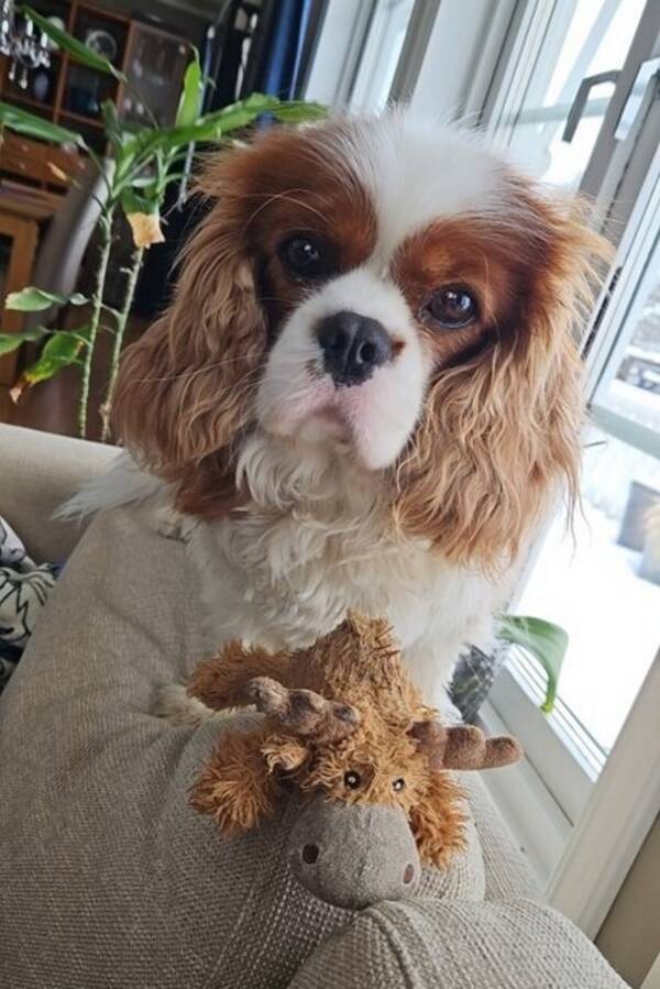 Hund - Cavalier Milo Hund - Cavalier Milo