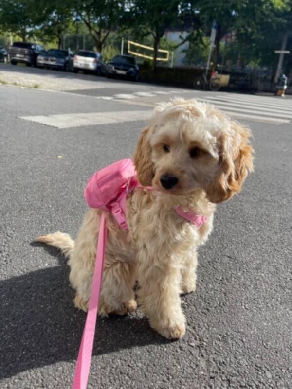 Hund - Cockapoo Hund - Cockapoo