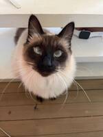 Siamese Sofus Siamese Sofus