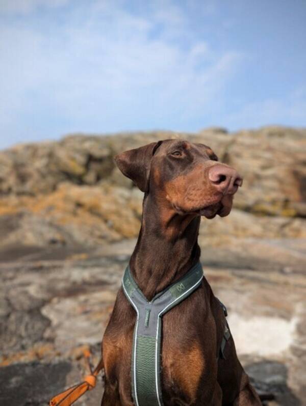 Hund - Brun Dobermann Enzo