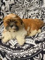 Lhasa apso valpen Taco