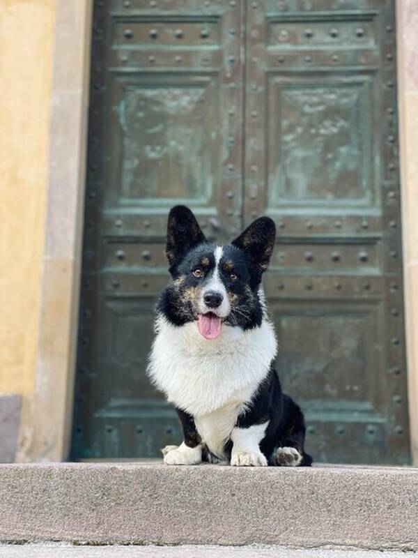 Hund - Welsh corgi cardigan 