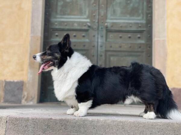 Hund - Welsh corgi cardigan 