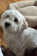 Bichon Havanais  Bichon Havanais