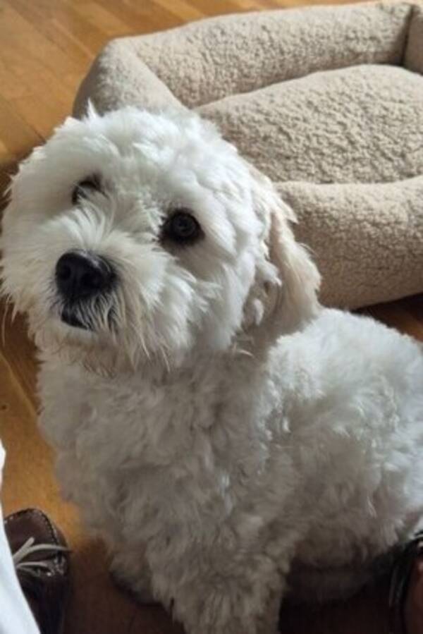 Hund - Bichon Havanais  Hund - Bichon Havanais