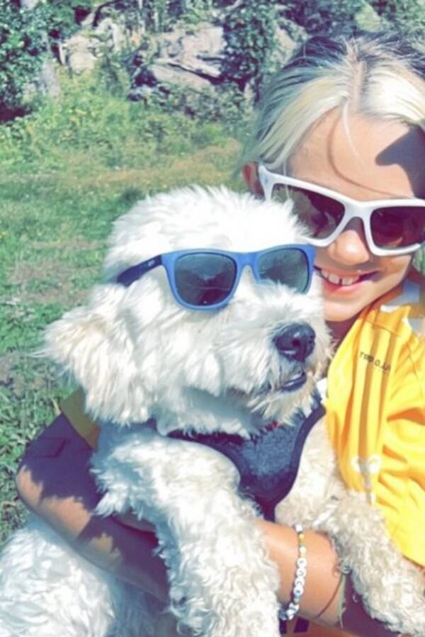 Hund - Bichon Havanais  Hund - Bichon Havanais