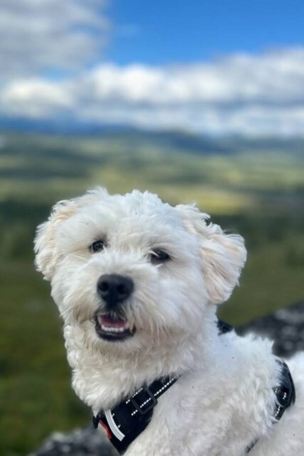 Hund - Bichon Havanais 