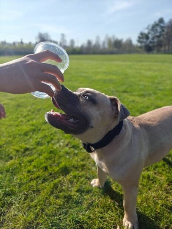 Hund - Pocket pitbull 