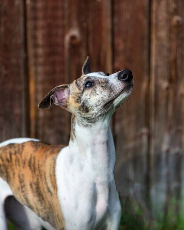 Hund - Skylar - whippet