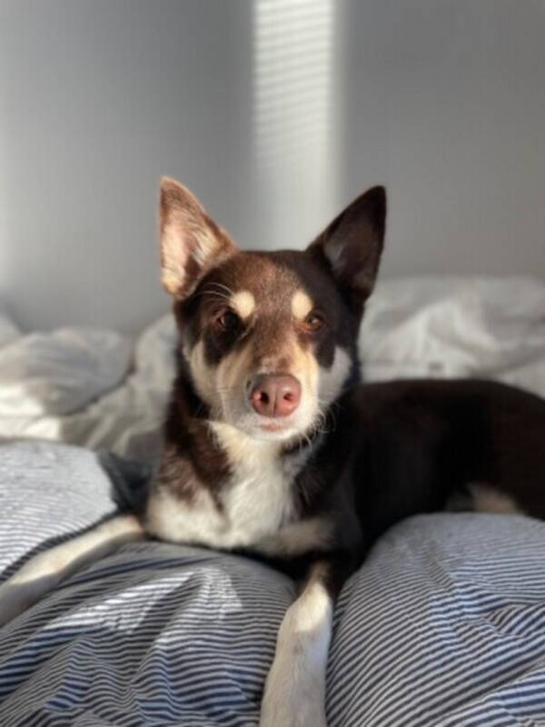 Hund - Lapsk Vallhund, Rossi