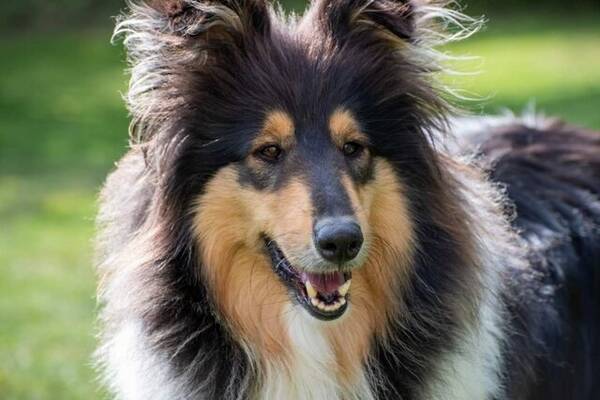 Hund - Collie, Nellie Hund - Collie, Nellie