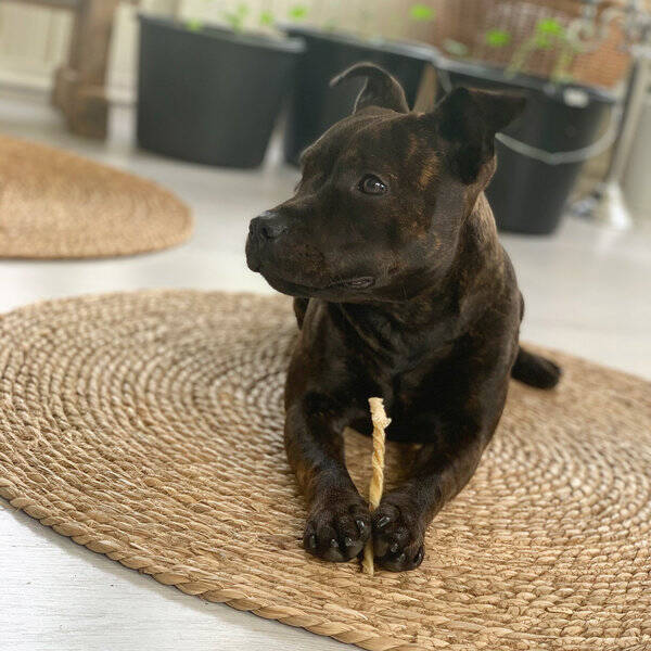 Hund