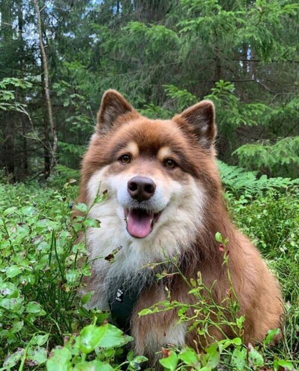 Hund - Finsk lapphund - Toffee 