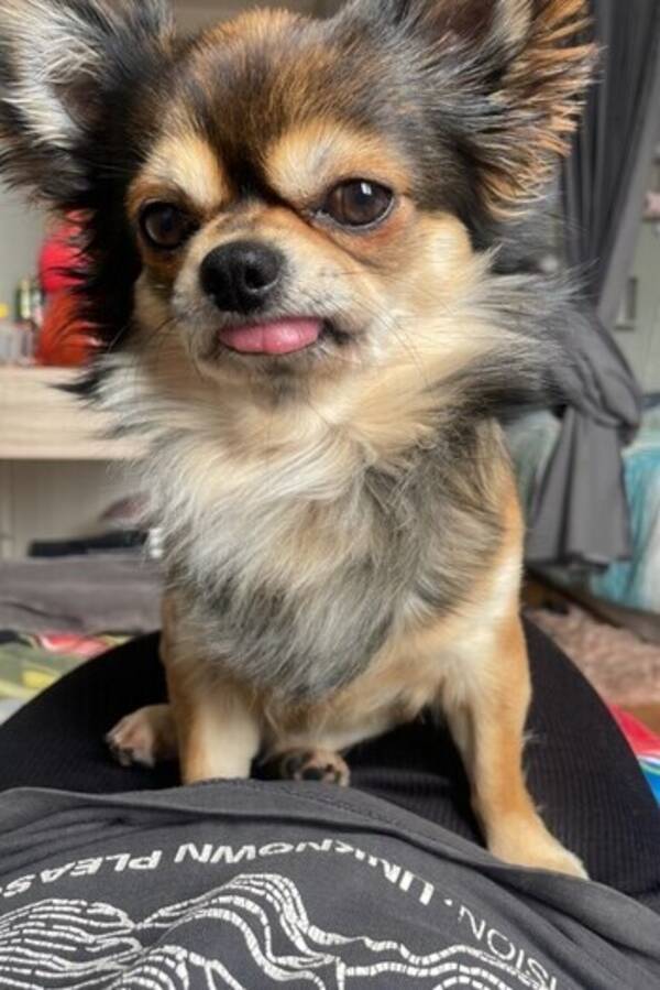 Hund - Chihuahua Bamse