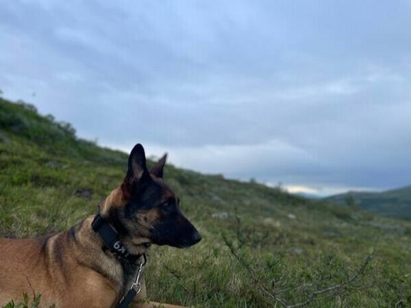 Hund - Malinois tik